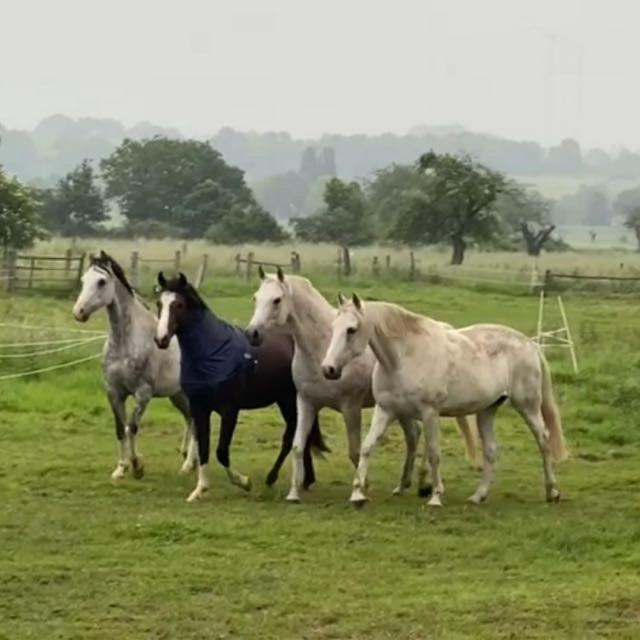 Gaestehaus White Horse Diedersen Coppenbrügge Eksteriør bilde