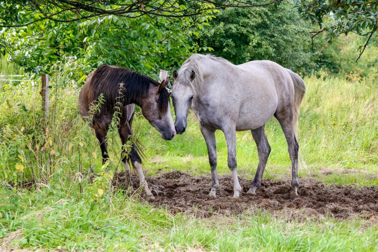 Gaestehaus White Horse Diedersen Coppenbrügge Eksteriør bilde